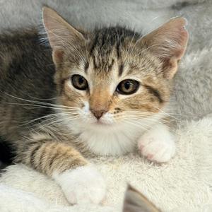 Kyuzo, kitten, available for adoption
