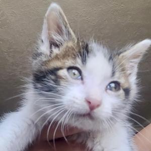 A close-up of a small, fluffy kitten with white, brown, and black fur. The kitten has large, bright eyes and is being held gently by a person's hand.