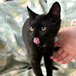 Harper, young, available for adoption