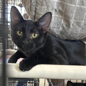 Dobby, kitten, available for adoption