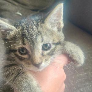 A close-up of a tabby kitten being held by a person's hand.