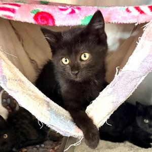 Habanero, kitten, available for adoption