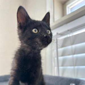 Black Bear, kitten, available for adoption