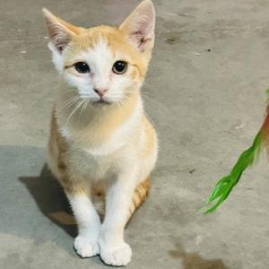 A small orange and white kitten sitting on a concrete surface, looking directly at the camera with large, expressive eyes. A green leaf is visible in the bottom right corner of the image.