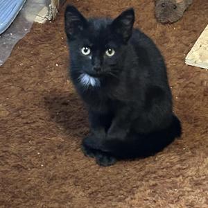 black cat sitting on brown carpet