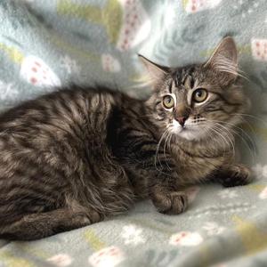 Jean, young, available for adoption