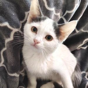 Arwen, kitten, available for adoption
