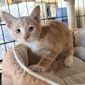 Boomer, young, available for adoption