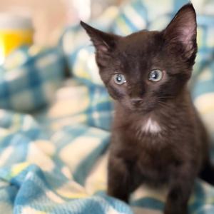 Benji, kitten, available for adoption