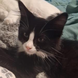 Gandolf, kitten, available for adoption