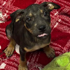 Casper, Terrier, adult, available for adoption