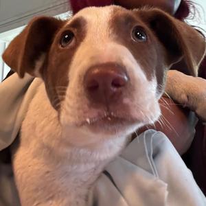 Arrow, Pointer, German Shorthaired, adult, available for adoption