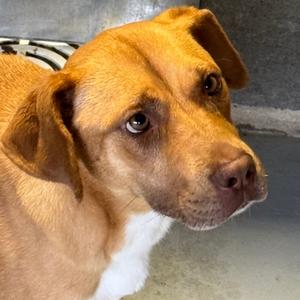 Ariel, Terrier, adult, available for adoption