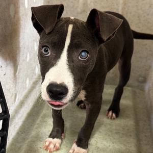 Angel #2, Terrier, adult, available for adoption