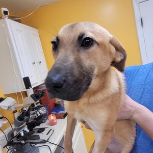 Delilah, Black Mouth Cur, adult, available for adoption