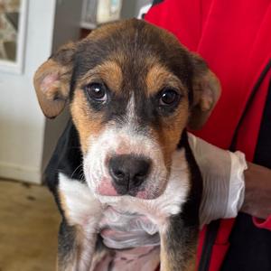 Cassie, Pinscher, German, young, available for adoption