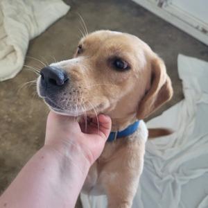 A light brown dog with floppy ears and a blue collar being petted by a person's hand.