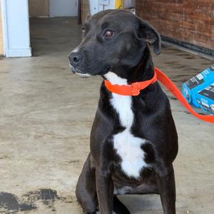 Cerberus, Retriever, Labrador, adult, available for adoption
