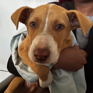 Ares, Pointer, German Shorthaired, adult, available for adoption