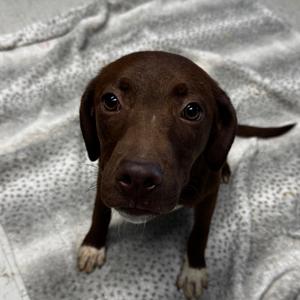 Brea, Retriever, Flat-Coated, adult, available for adoption
