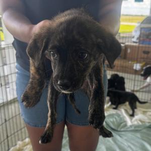 Angel, Terrier, adult, available for adoption