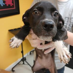 Daisy, Terrier, Jack Russell, young, available for adoption