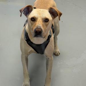 A light brown dog wearing a black harness stands and looks at the camera.