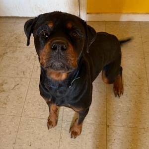 Big Man, Rottweiler, adult, available for adoption