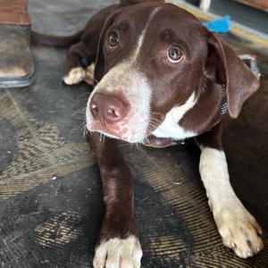 Bentley, Retriever, Flat-Coated, adult, available for adoption