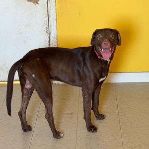 Buck, Retriever, Chocolate Labrador, adult, available for adoption