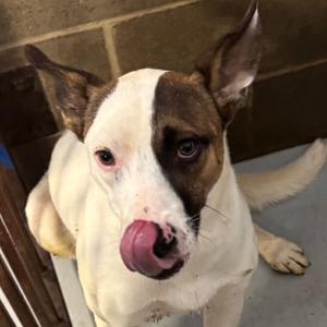 Alex, Terrier, Jack Russell, adult, available for adoption