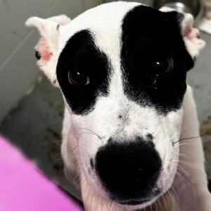 Bullseye, Terrier, Jack Russell, adult, available for adoption