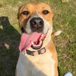 Athena, Terrier, adult, available for adoption