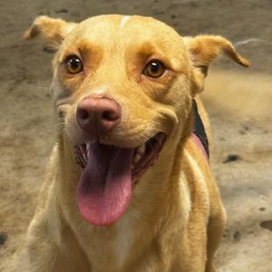 Chance, Retriever, Labrador, adult, available for adoption