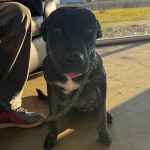 Carrie, Shepherd, German, adult, available for adoption