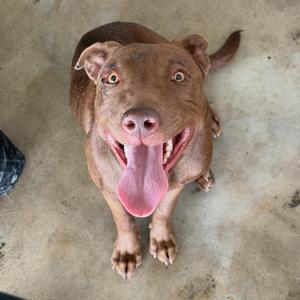 A happy-looking brown dog with its tongue hanging out, looking up at the camera.