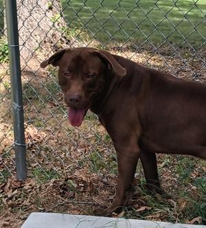 Maui, Chocolate Labrador Retriever, adult, available for adoption