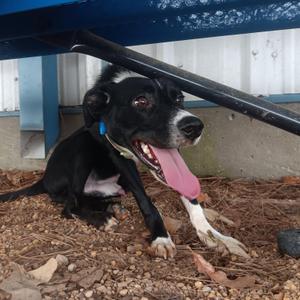 Badger, Mixed Breed, adult, available for adoption
