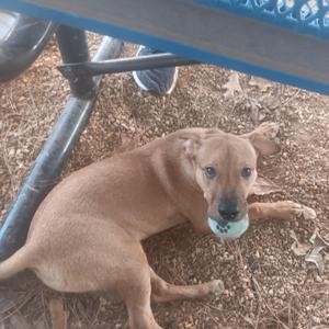 a brown dog lying on the ground with a blue ball in its mouth