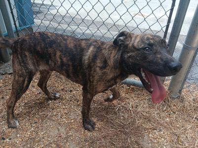 Jase, Mixed Breed, adult, available for adoption