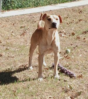 A light brown dog standing on grass with a ball and a toy nearby.