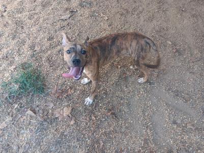 a brown and black brindle dog standing on a dirt ground with its tongue out