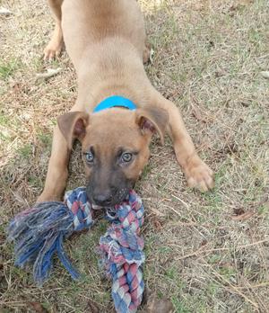 A brown puppy with a blue collar is lying on the ground, chewing on a colorful rope toy.