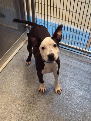 Calhoun, Pit Bull Terrier, young, available for adoption