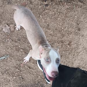 A light-colored dog with a white face and blue eyes, standing on a dirt ground, looking up at the camera with its mouth open.