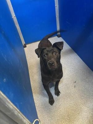 Buddy, Black Labrador Retriever, adult, available for adoption