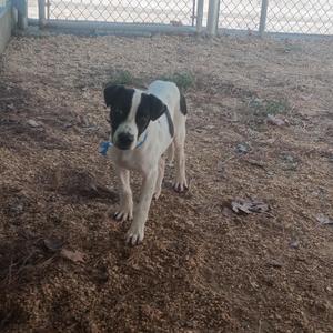 a black and white dog standing on a dirt ground with a chain-link fence in the background