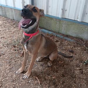 A brown and black dog with a red collar is sitting on the ground, panting with its tongue out. The dog is looking up and to the left, with a white fence in the background.