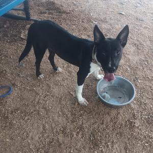 A black and white dog standing on a dirt ground, with its tongue out, next to a metal bowl.