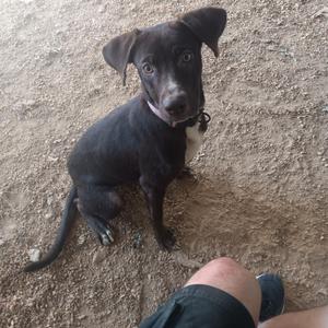 A black puppy sitting on a dirt ground, looking up with big eyes.